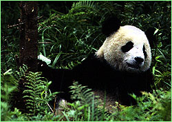 Giant Panda