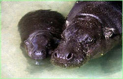 Pygmy Hippos