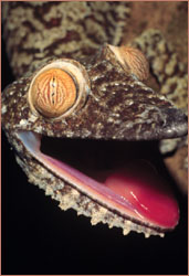 leaf-tailed gecko