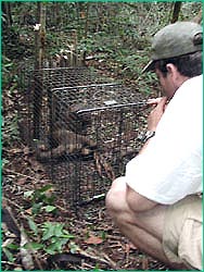 Luke Dollar and caged fossa