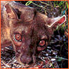 Track the Fossa