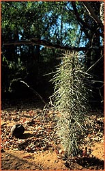 Prickly Plant