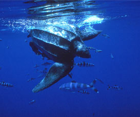 Leatherback turtle