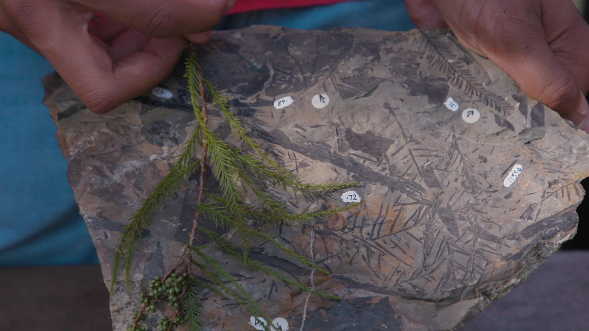 plant-fossils-hint-at-arctic-s-swampy-past-nova-pbs