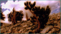 Young bristlecone