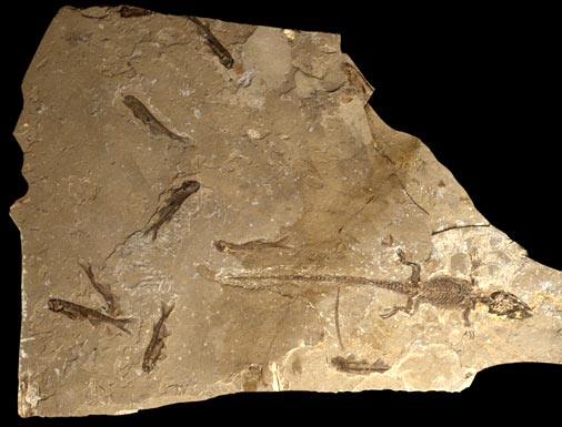 Champsosaur and fish