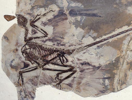 Four-winged dinosaur