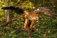 Microraptor