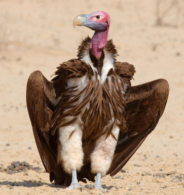 Vulture