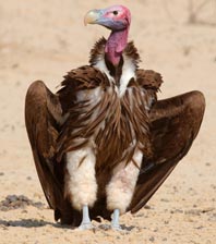 Lappet-faced vulture