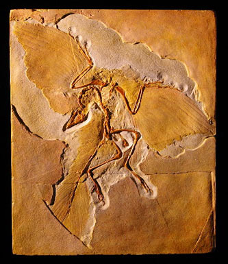 Archaeopteryx