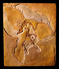 Archaeopteryx