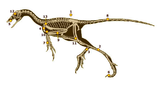 Archaeopteryx