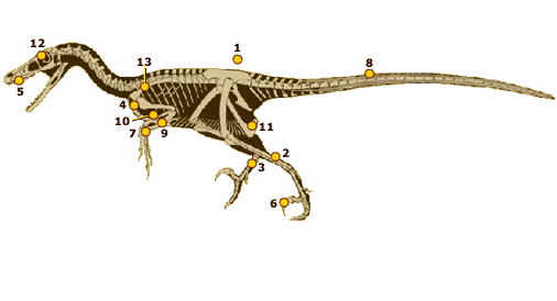 Deinonychus