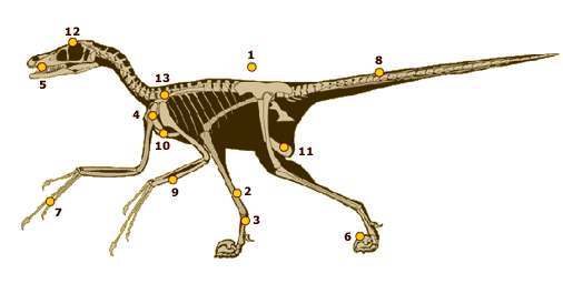 Microraptor