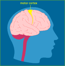 Motor cortex