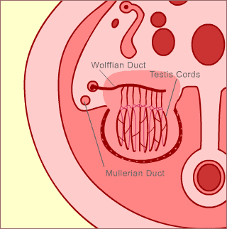 Week 16 - male