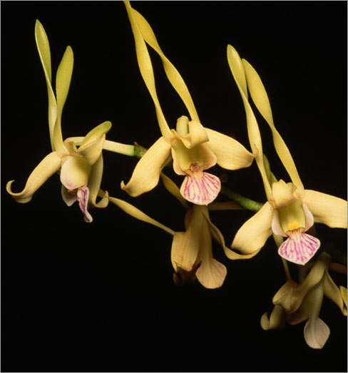 Dendrobium stratiotes