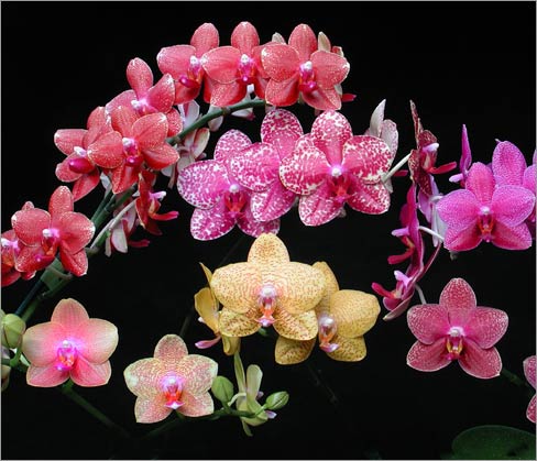 Phalaenopsis hybrids