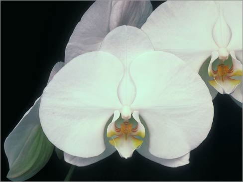 Phalaenopsis Taisuco Kochidan