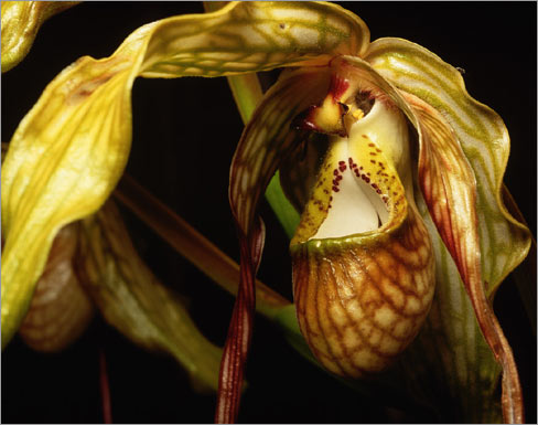 Phragmepedium caudatum