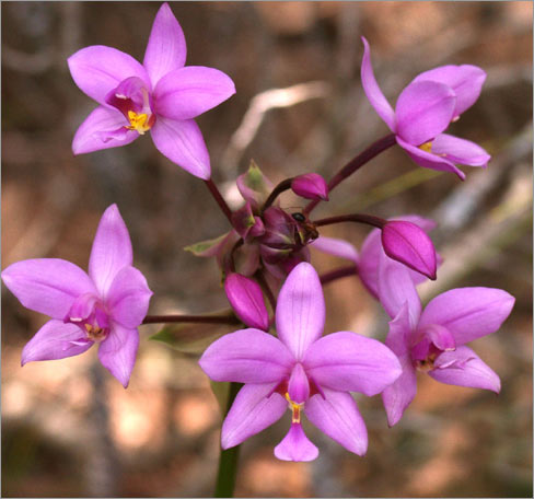 Spathoglottis plicata