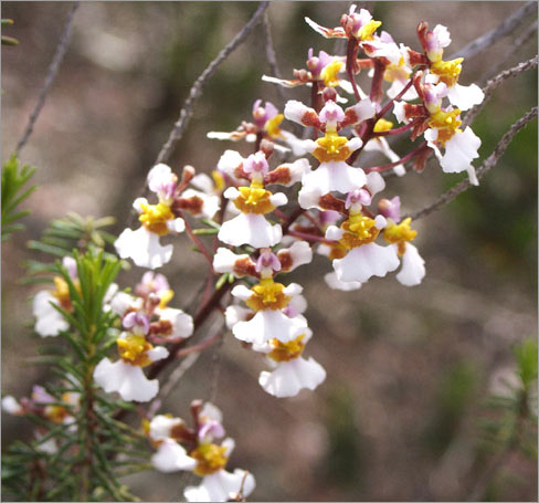 Tolumnia bahamensis