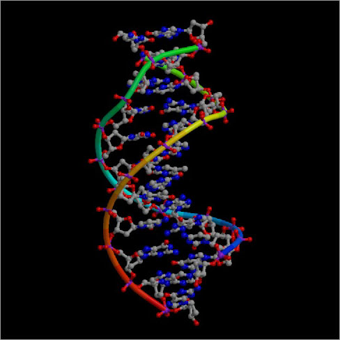 Right-handed DNA