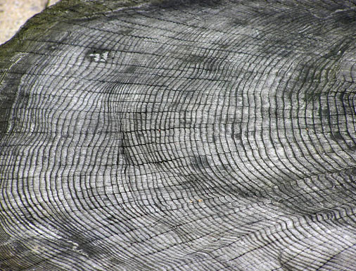 Tree rings