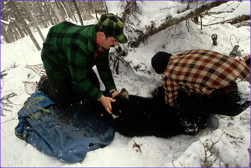 biologists with bear