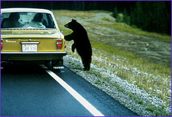 bear and car