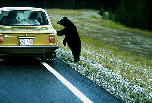 bear and car