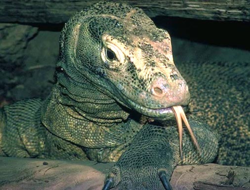 Komodo dragon