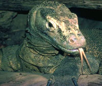 Komodo dragon