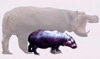 Pygmy hippo