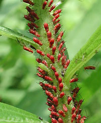 Aphids