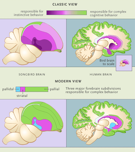 Bird brain diagram