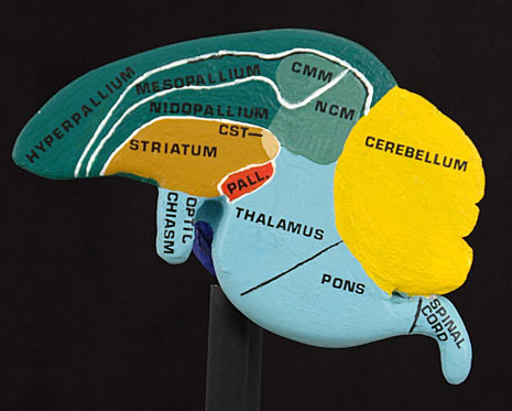 Halved bird brain