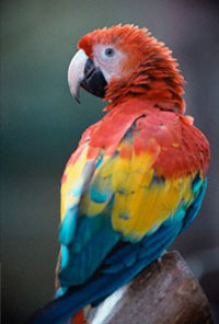 Parrot