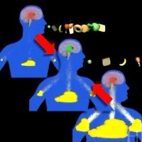 HHMI obesity animation