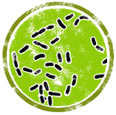 Bacteria