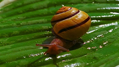 Snail Slime