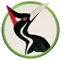 Ivory-Billed Woodpecker