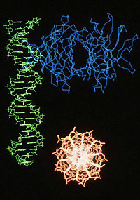 DNA and RNA