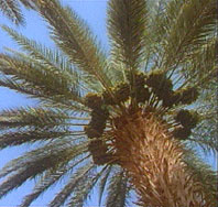 Date palms