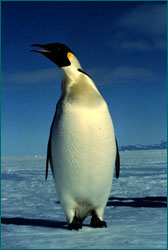 Emperor penguin