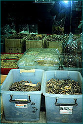 Dried seahorses in bins