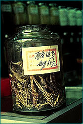 Dried seahorses in jar