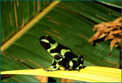 Poison arrow frog