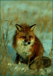 Red Fox